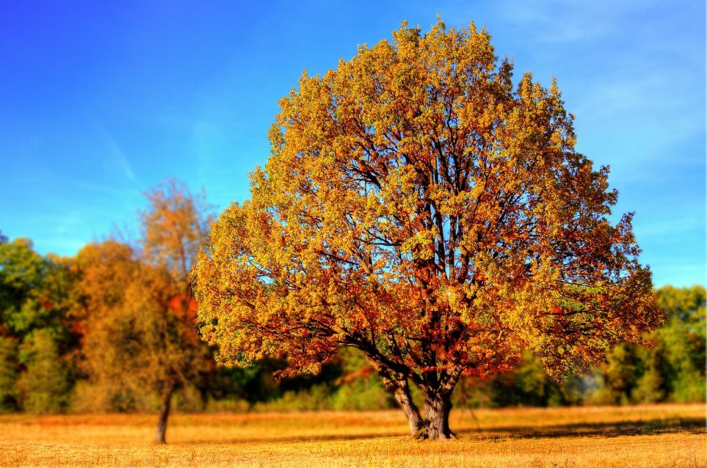 tree, park, autumn-99852.jpg